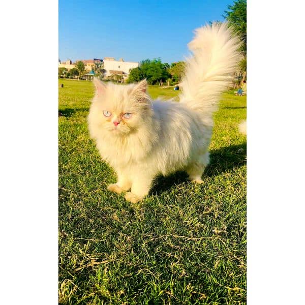 Persian hamalian british punch face piki face cat's and kitten's 4