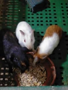 Guinea pig breeder pairs for sale