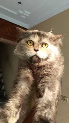 Persian triay coated spayed cat