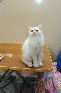 persian triple coat punch face female kittens