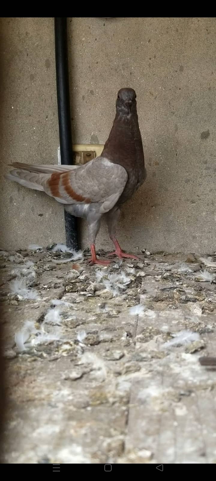 Fancy pigeon 1