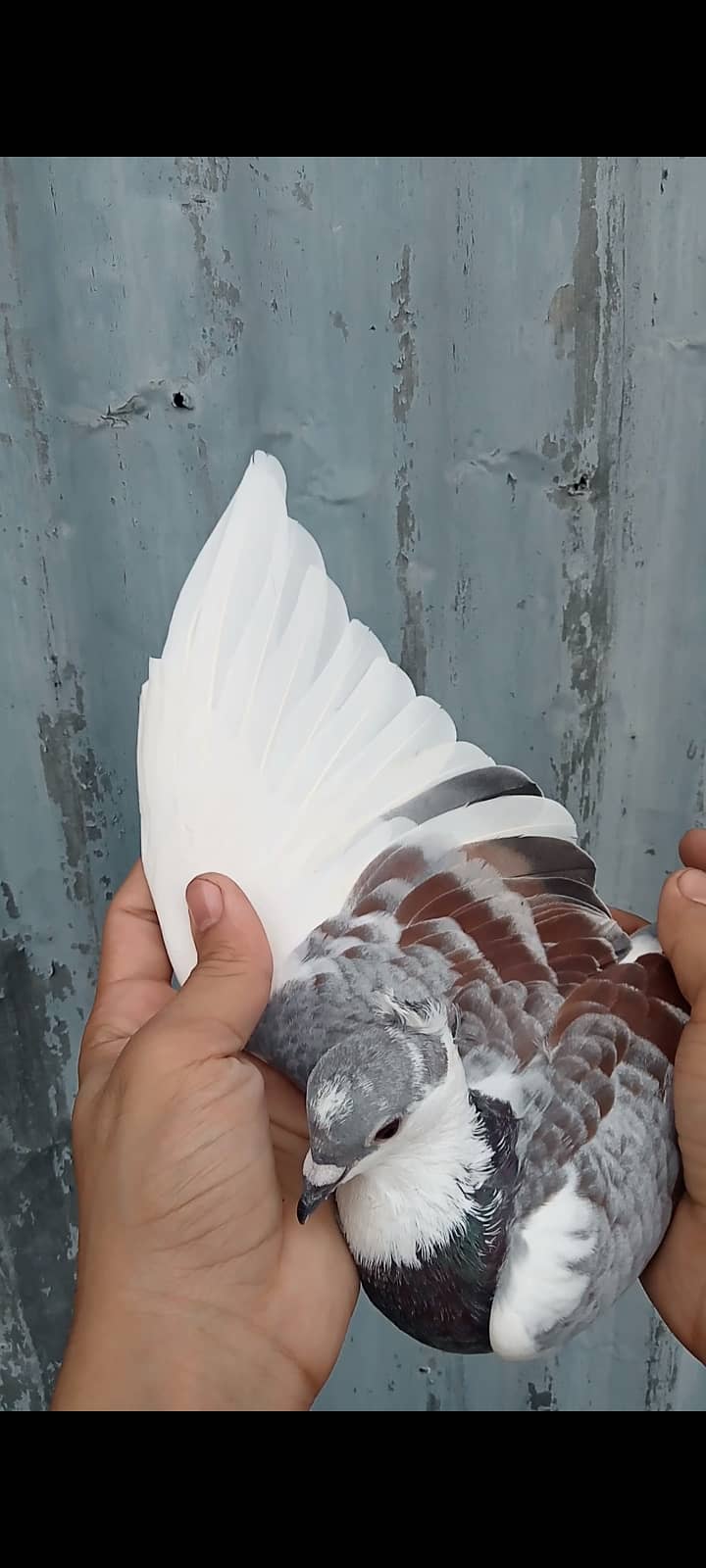 Fancy pigeon 4