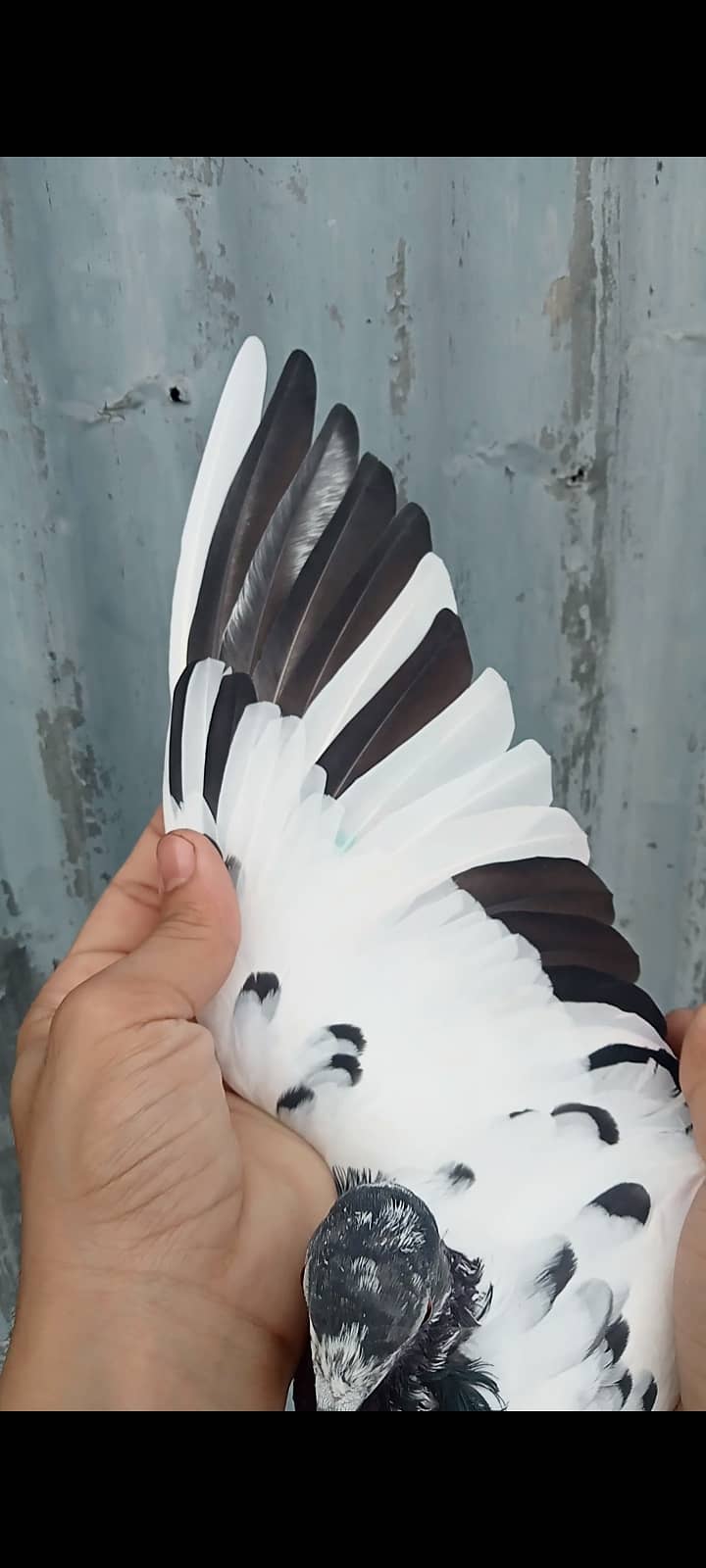 Fancy pigeon 9