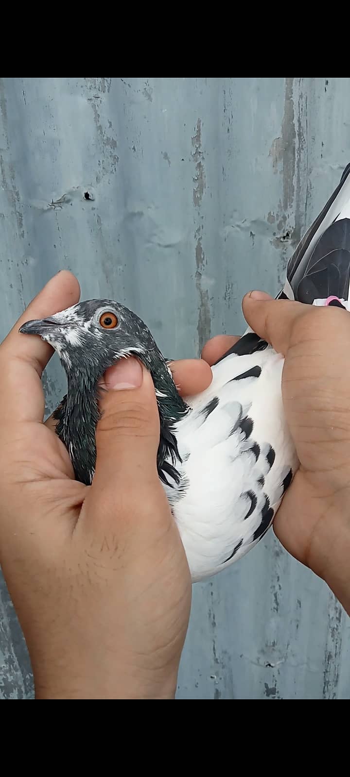 Fancy pigeon 10