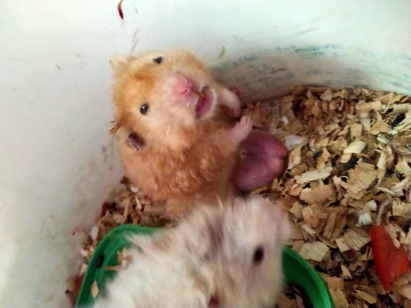 Hamster 3