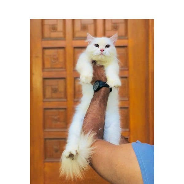 Persian hamalian british punch face piki face cat's and kitten's 7