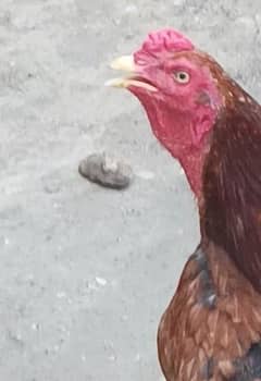 chicken