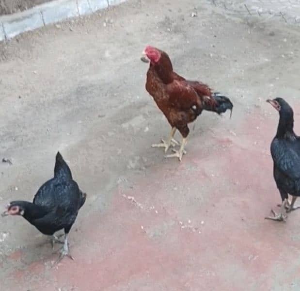 chicken aseel for sale 1