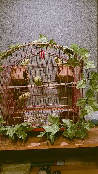 Budgies 1