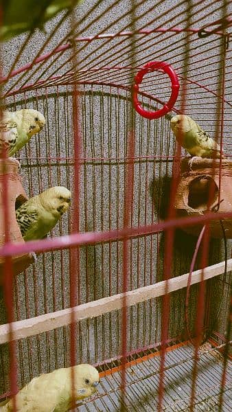 Budgies 2