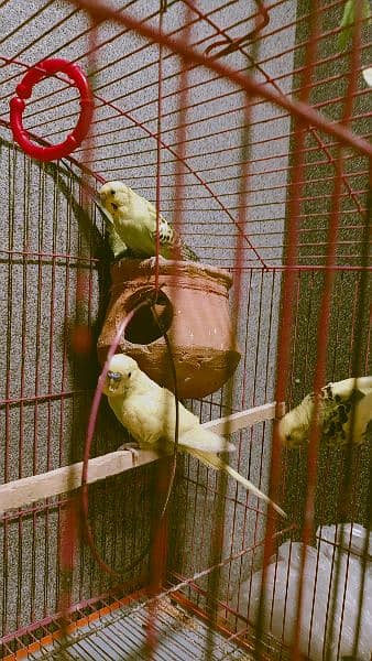 Budgies 3