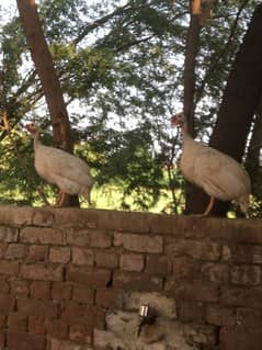 white chakoor, guinea fowl, teetri for sale