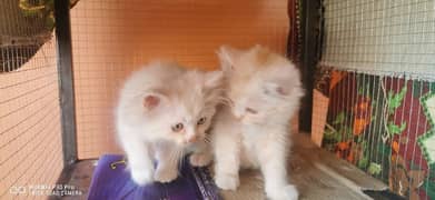 Persian cats triple coated