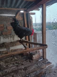 Australorp male for sale 0