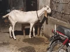 desi bakri