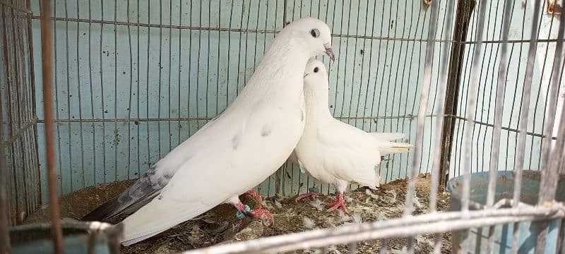 pigeons 2