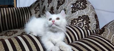 Persian Cat / White Persian Kitten / Perisan Male Kitten