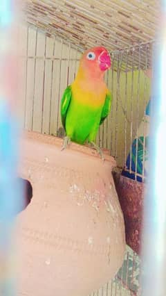 fisher lovebird 2  breeder pair available for sale 0