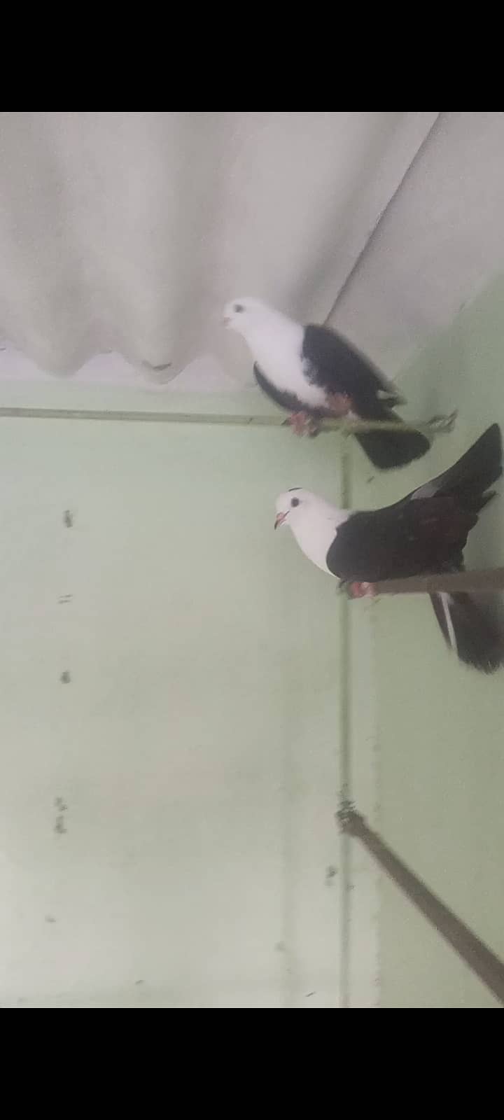 Karbalai male for sale 5