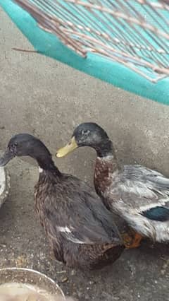 Ducks