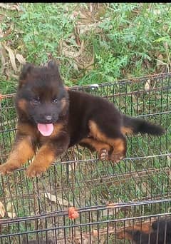 German Shepherd 2 months mail for sale