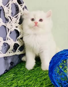 Persian Cat for sale my WhatsApp number03"34"58"14"757"