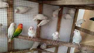 Albino black eyes or albino red eyes pairs available