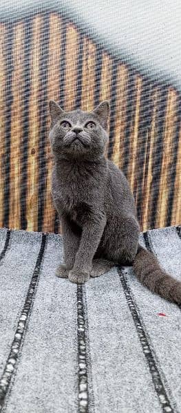 punch face triple Cote kitten cat male feamle 19