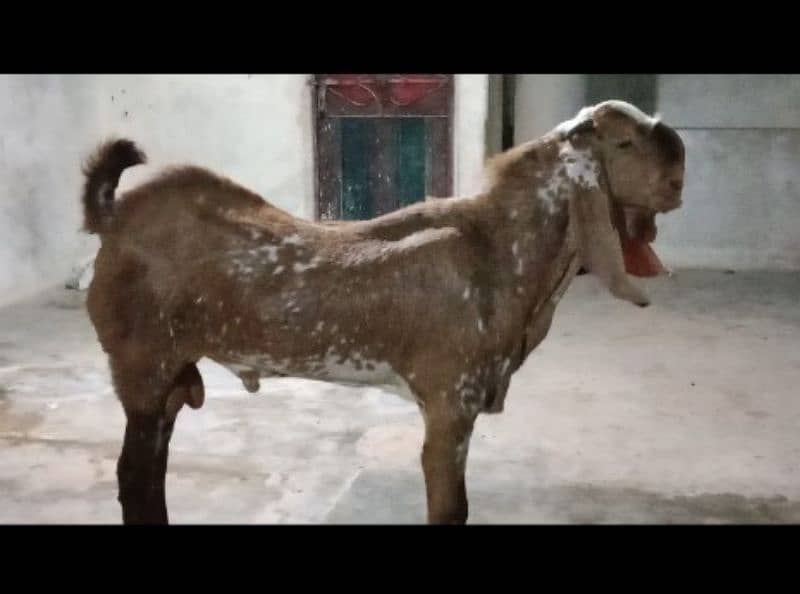 makha cheeni breeder available for breeding 0