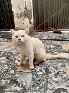 Persian Cat - Male Cat - Pet Cat - Home Cat