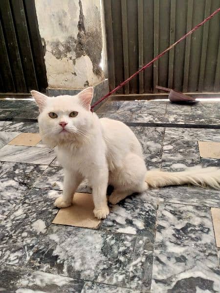 Persian Cat - Male Cat - Pet Cat - Home Cat 0