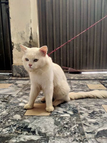 Persian Cat - Male Cat - Pet Cat - Home Cat 4