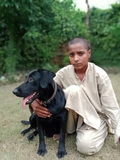 Indian breed labra for sale