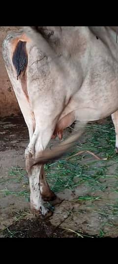 pregnant Cow for sale