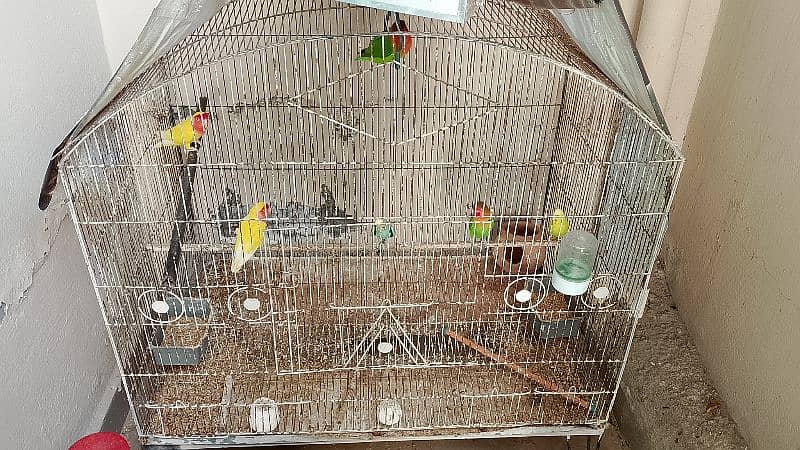 Love Bird Complete setup for sale 2