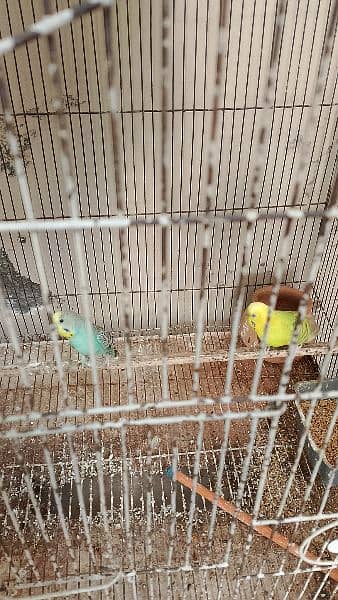 Love Bird Complete setup for sale 3