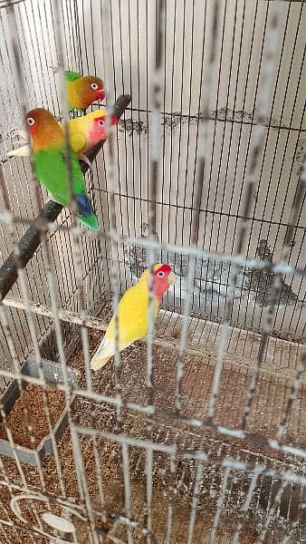 Love Bird Complete setup for sale 4