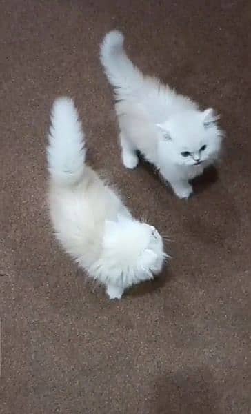 Persian cats My WhatsApp number 0326/77/20/525 1