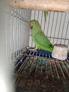 Parrots for sale