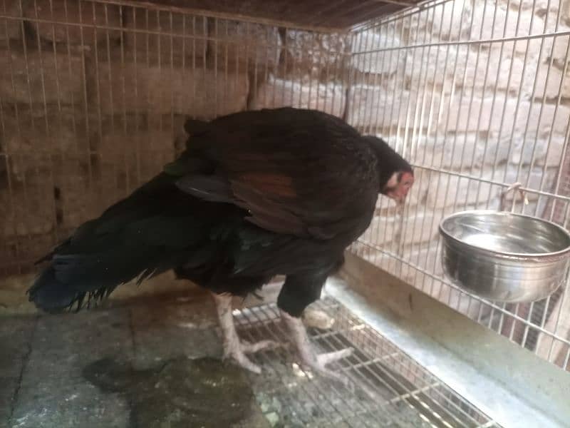 Aseel Black Mushki Madi Hen Murgi Rawalpindi 3