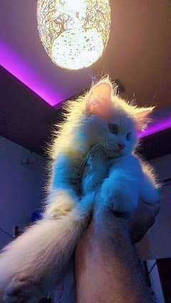 Pure Persian Kitten