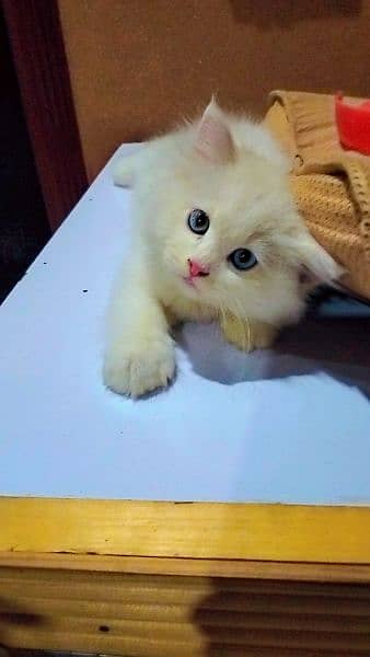 Pure Persian Kitten 1