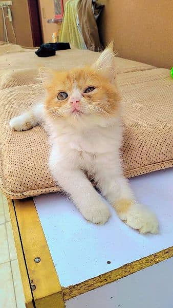 Pure Persian Kitten 3