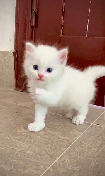 Persian cat My WhatsApp number 0326/77/20/525 0