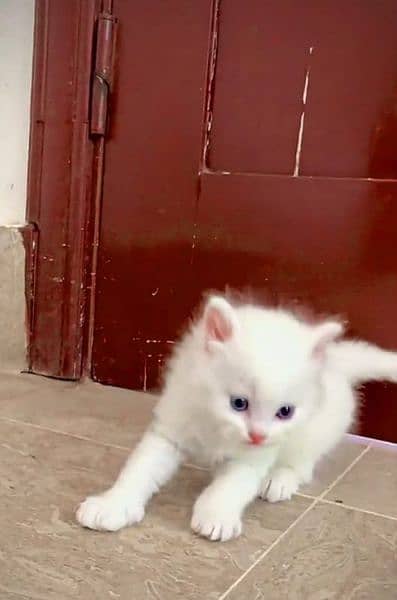 Persian cat My WhatsApp number 0326/77/20/525 1