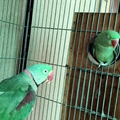 Raw parrot for sale 4 manth Age for sale WhatsApp number 03267483089