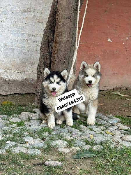 Siberian Husky puppies for sale hai 0