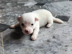 puppies of Russian dog pure white for sale 0.3. 0.0. 7.7. 9.1.1. 1. 2