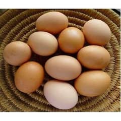 Desi hens eggs