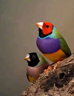 Gouldian